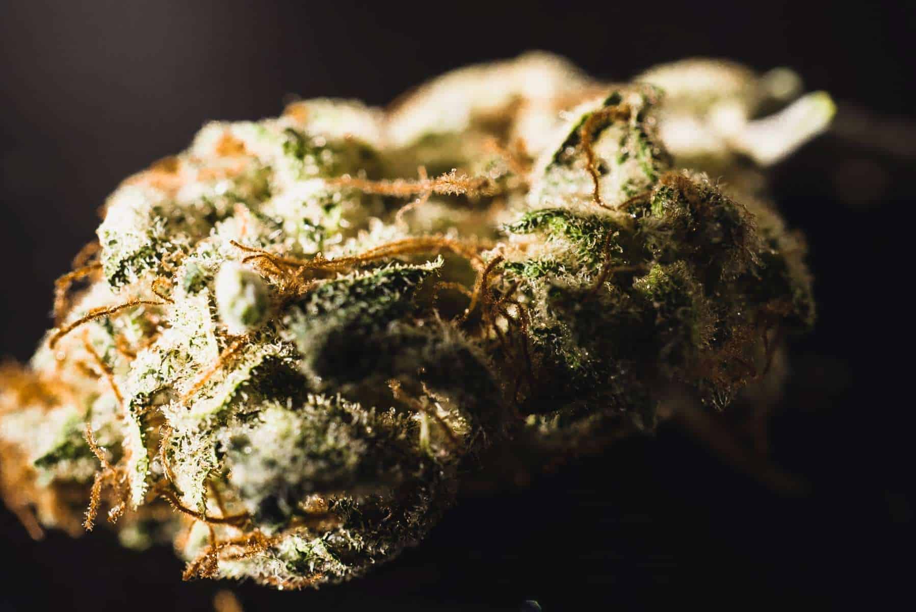 How Long Does Weed Stay Good? - How Long Does Weed Stay Good For