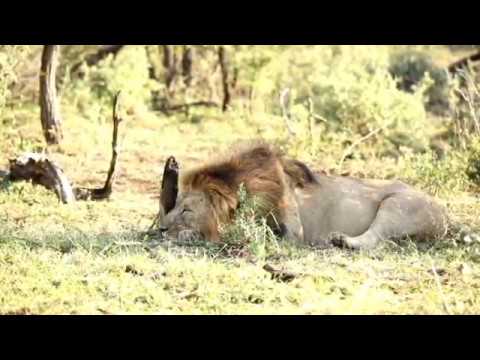 How Many Hours Does Lion Sleep