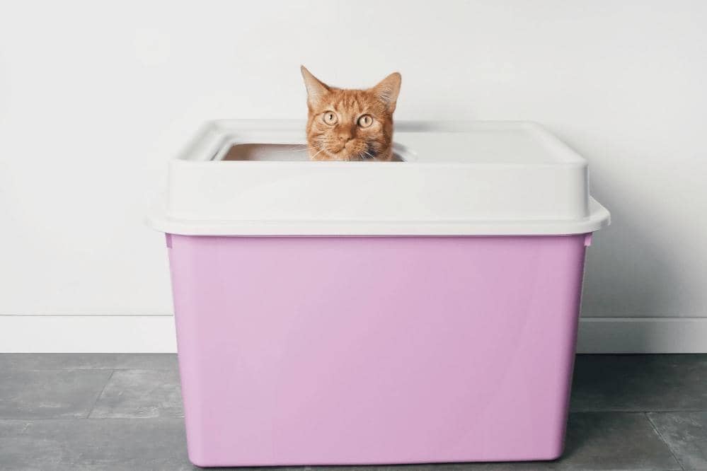 How To Change A Cat Litter Box