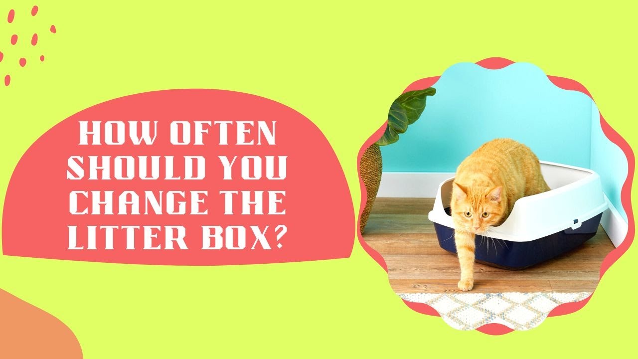 How Often Should You Change The Litter Box?? - YouTube - How To Change A Cat Litter Box