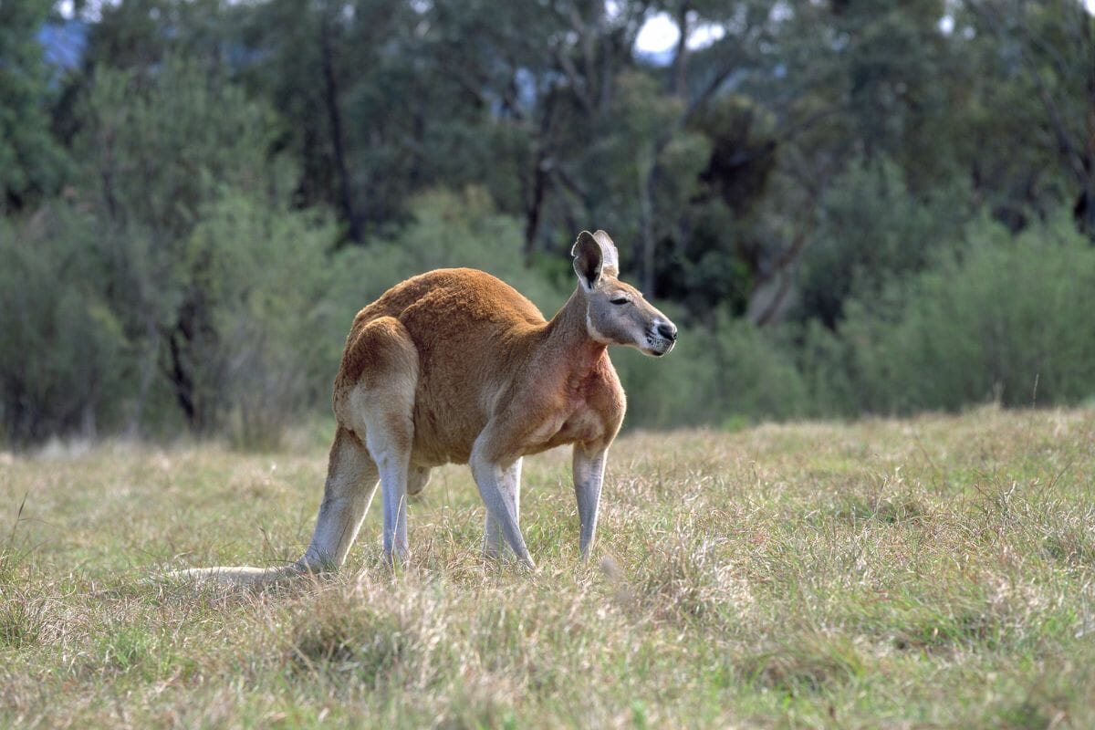 How Strong Are Kangaroos? - Revealed - How Strong Is The Average Crystalline Lens