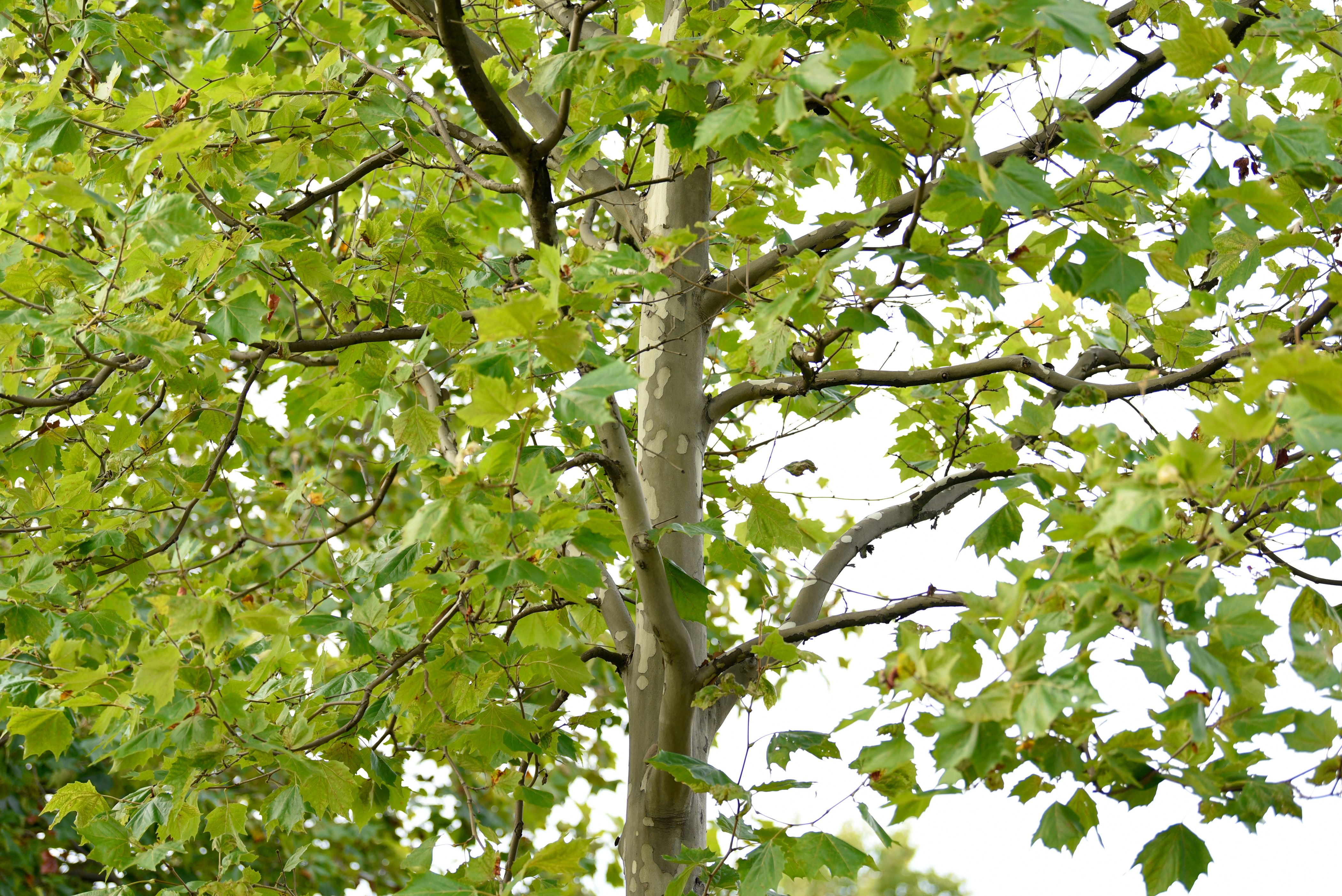How to Grow and Care for a Sycamore Tree - Sycamore Station Apartment Building 1 Charlotte Reviews