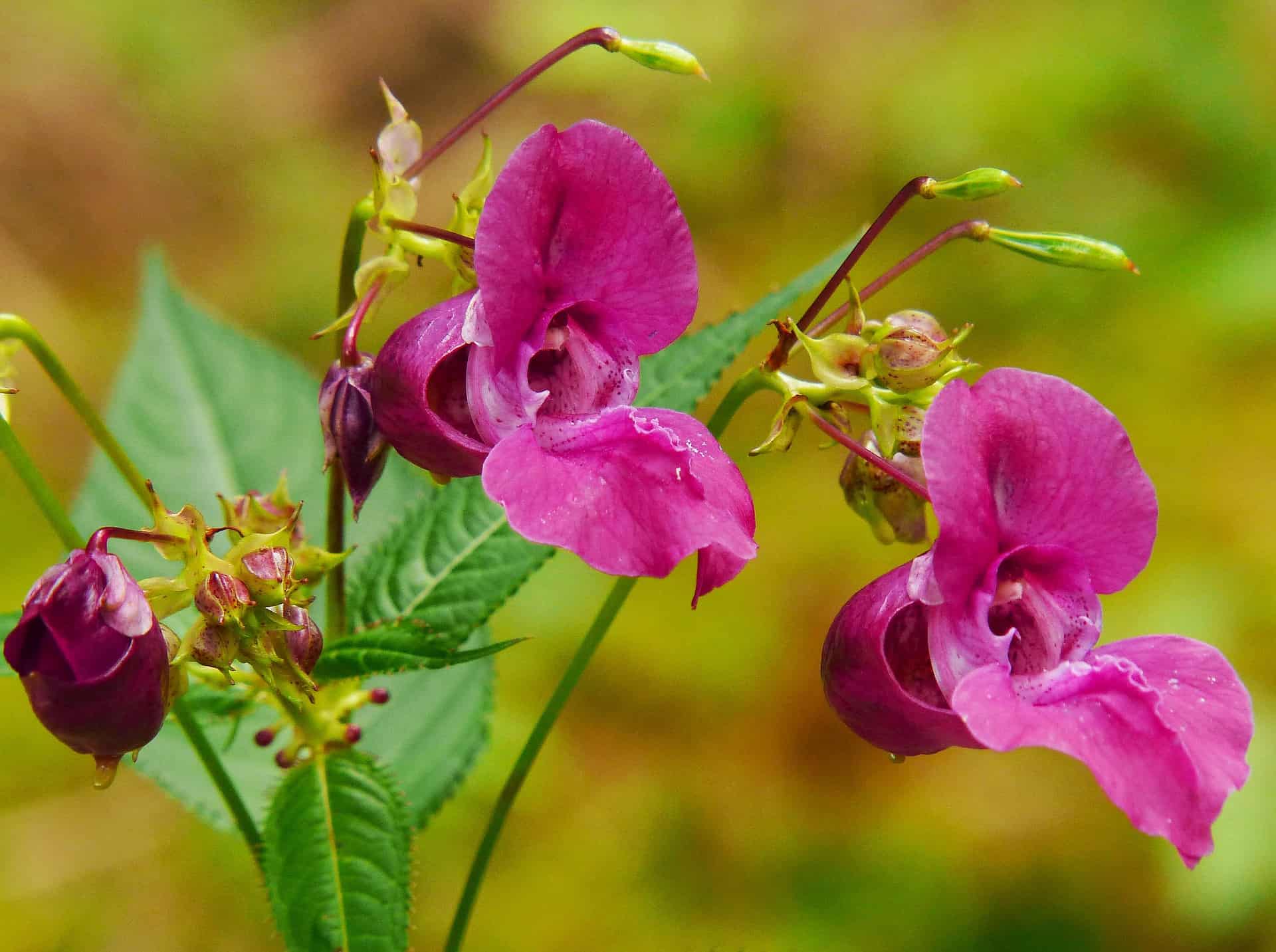How to Grow Balsam - Garden Gear Shop - Balsam Hill Christmas Tree Black Friday Sale