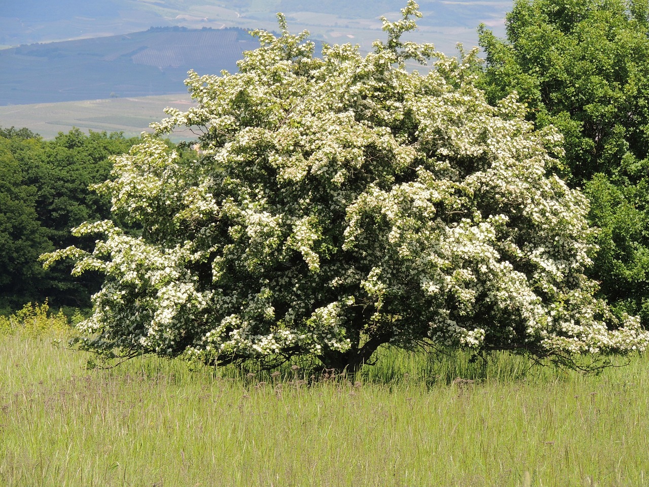 How to Grow: Hawthorn- grow hawthorn trees in the landscape - Hawthorne Chevrolet Goffle Road Hawthorne Nj