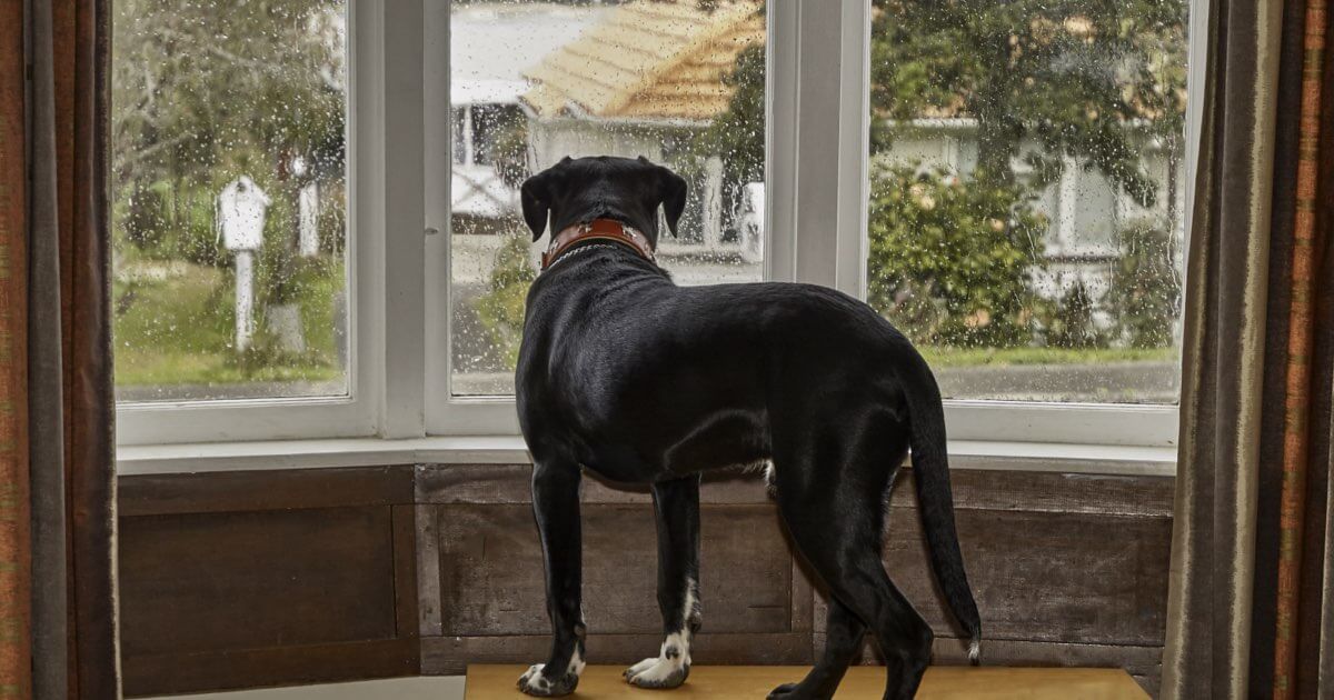 How to Help a Dog with Separation Anxiety | Zoetis Petcare - Will A Second Dog Help With Separation Anxiety