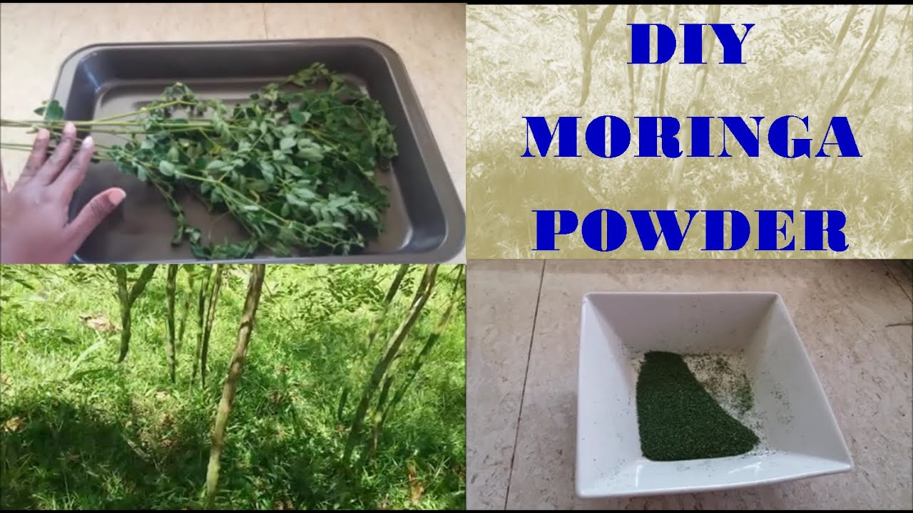 How Do You Make Moringa Powder
