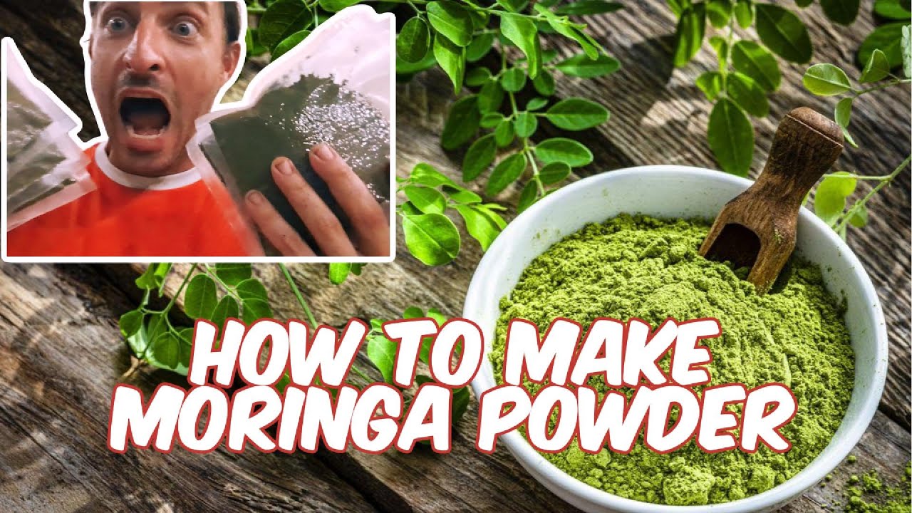 How To Make MORINGA POWDER - YouTube - How Do You Make Moringa Powder