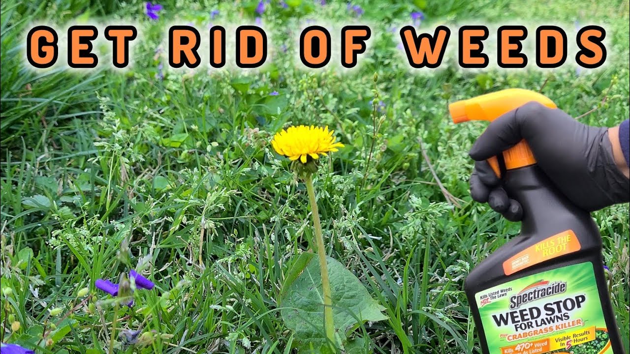 How to spray WEEDS in your lawn - YouTube - Sprayed Weed Vs Non Sprayed Weed