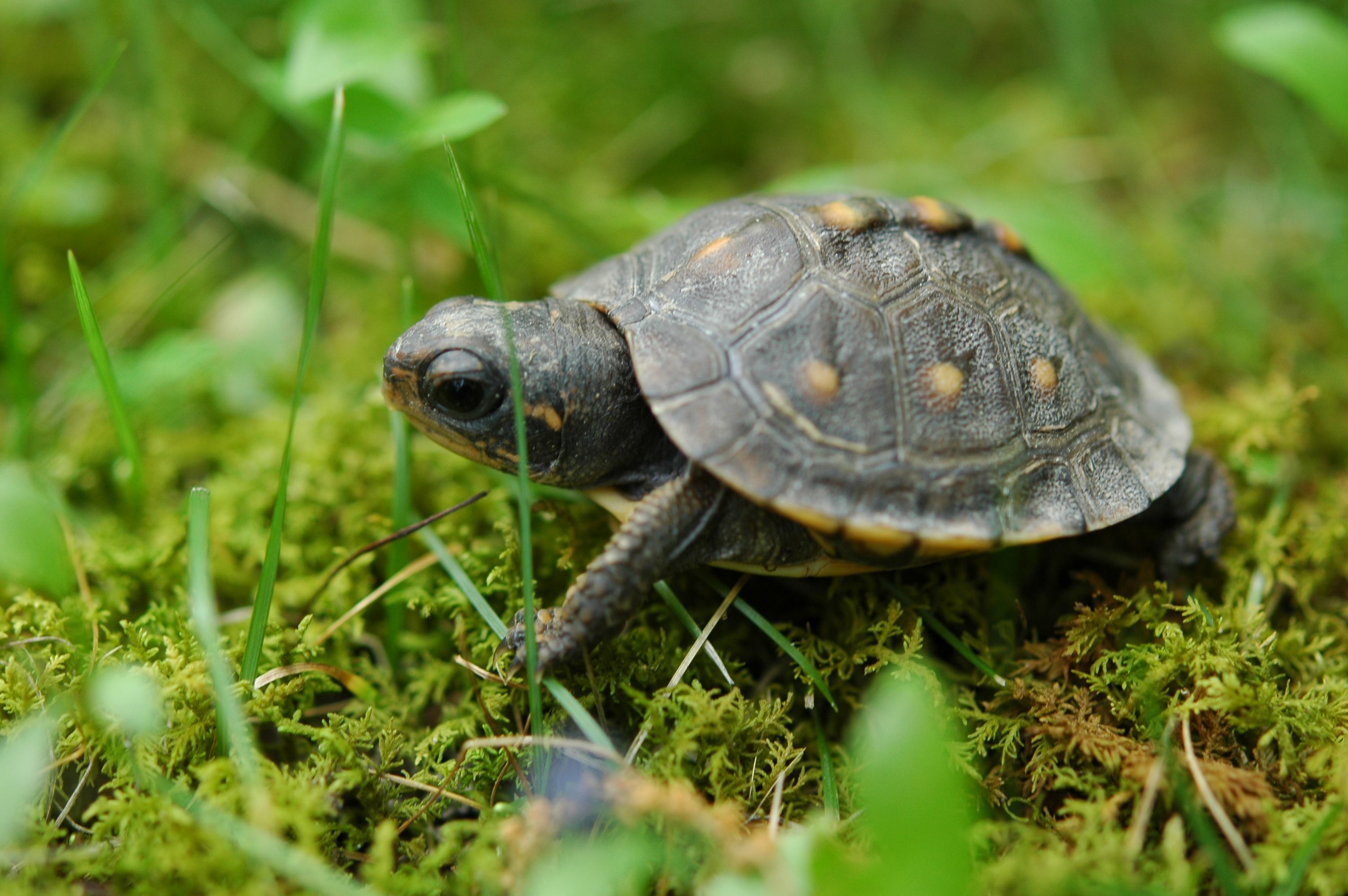 How to Take Care of a Turtle? - TurtleHolic - Turtle Cay By Diamond Resorts Virginia Beach
