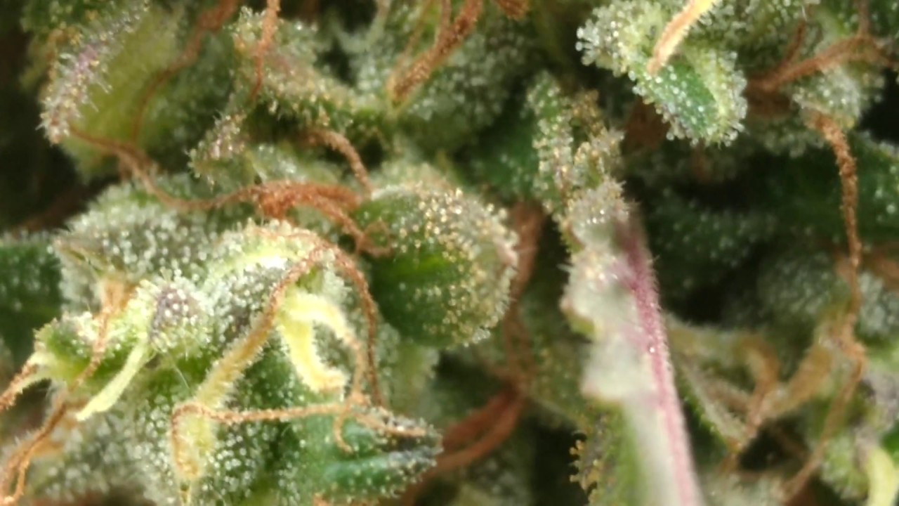 How to Tell When Cannabis is Ready To Harvest. - YouTube - How To Tell When Cannabis Is Ready For Harvest