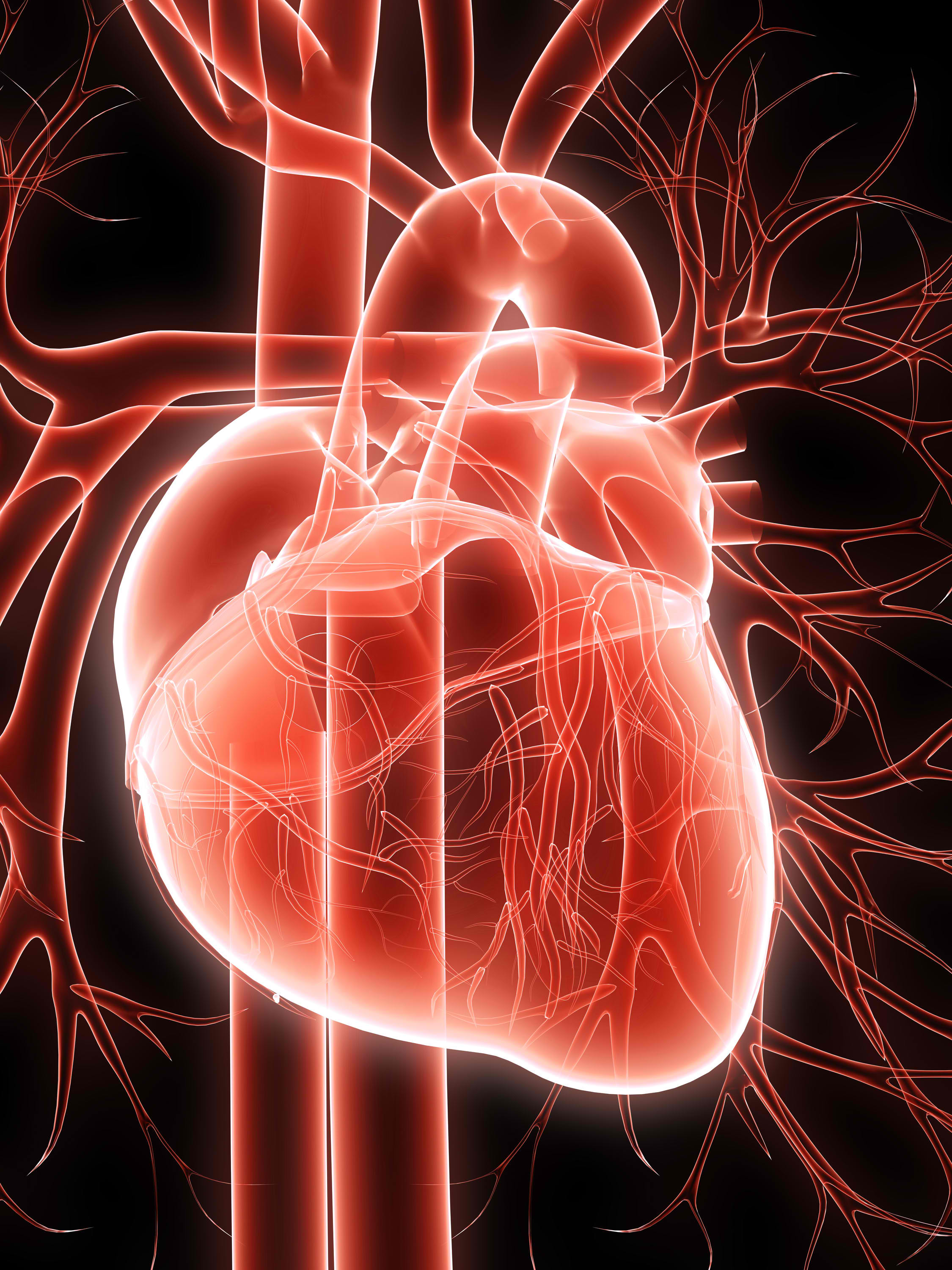 Heart Prefers Energy From Free Fatty Acids Or Glucose