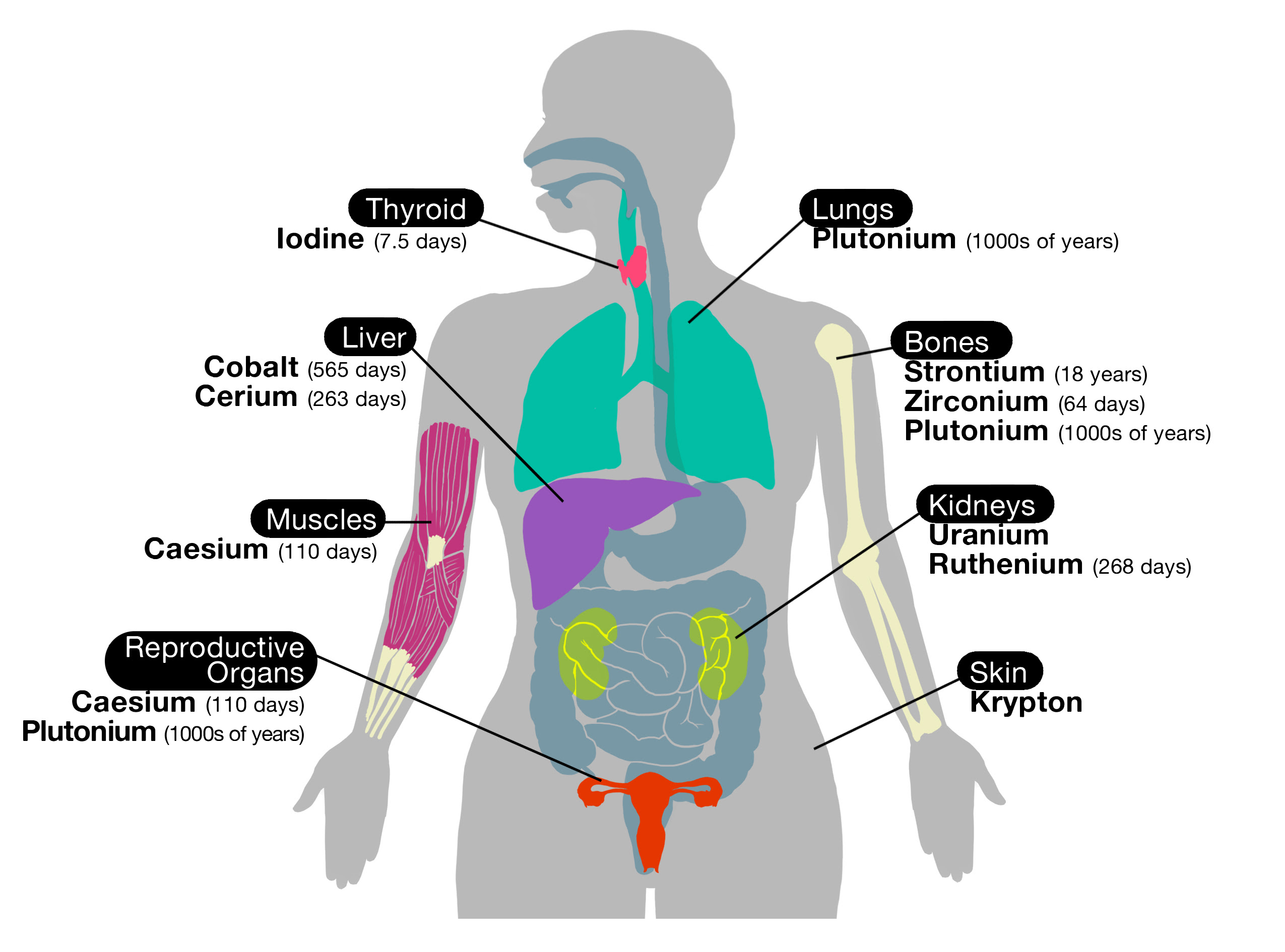 Human Body Diagram Female Back View - Human Capital Refers To Which Of The Following