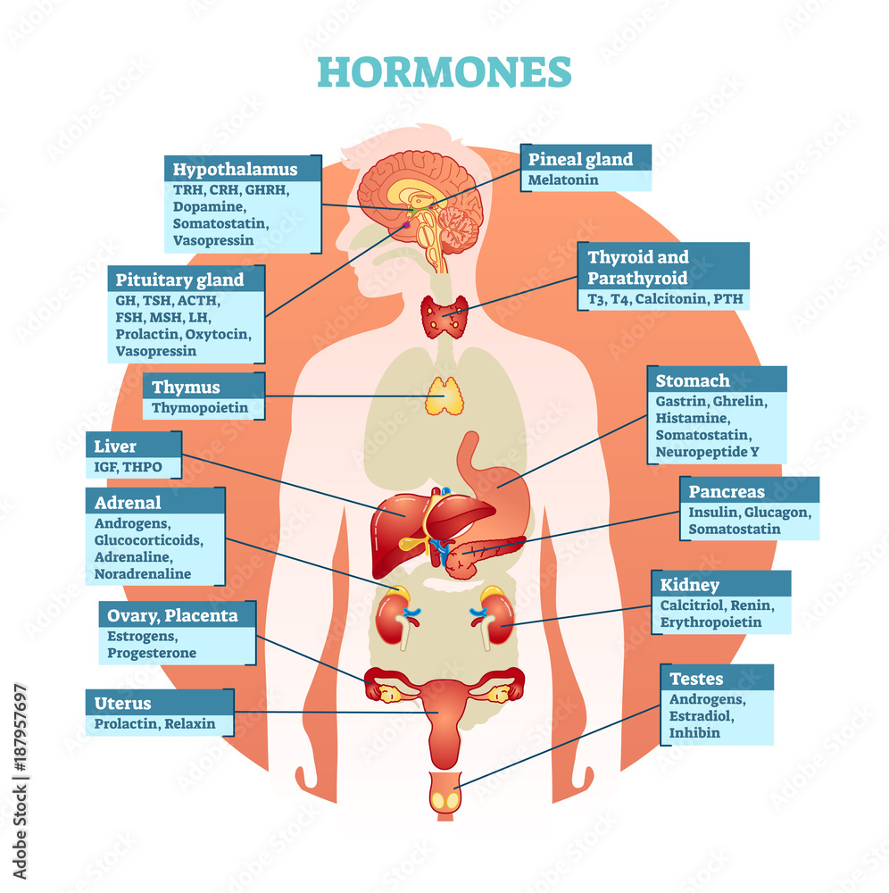 Human body hormones vector illustration diagram, human organ collection - Hormones Heal Reviews Complaints Consumer Reports
