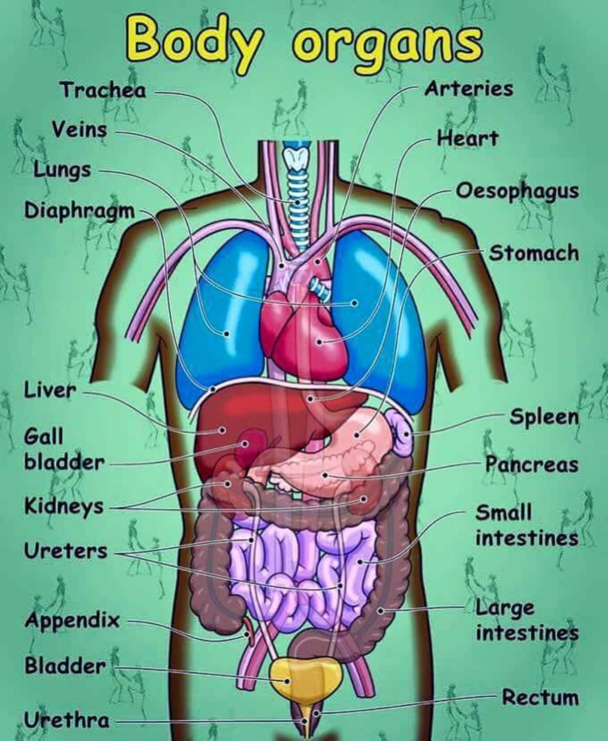 Human Body Parts and Internal Body Parts Vocabulary - ESLBUZZ - Body Balancing Drops Reviews Consumer Reports