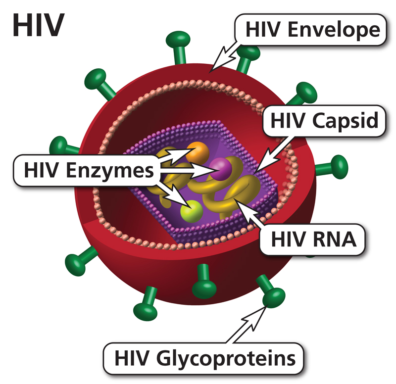 Human Immunodeficiency Virus (HIV) | NIH - Hiv Trials Failed Because Of Igg4 Antibodies