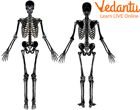 Skeletal Muscle Is Capable Of Which Of The Following