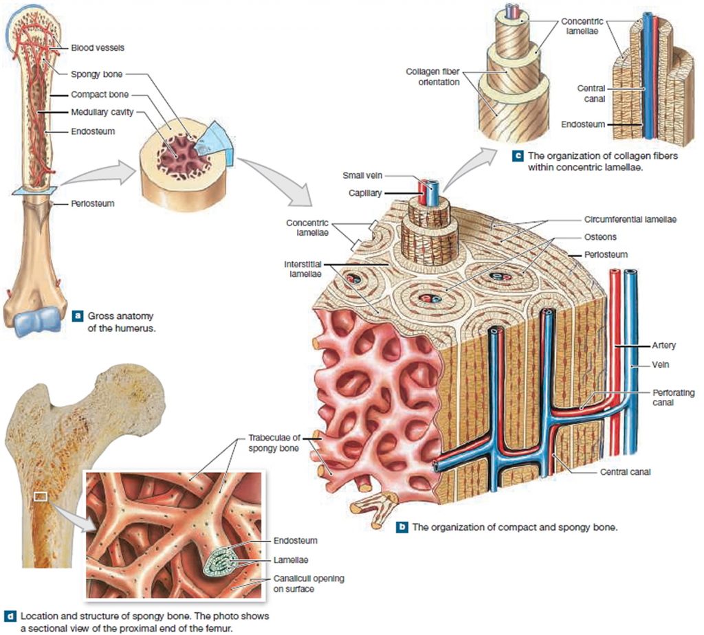 Human Skeleton - Skeletal System Function, Human Bones - Bone Pressed Vs Non Bone Pressed