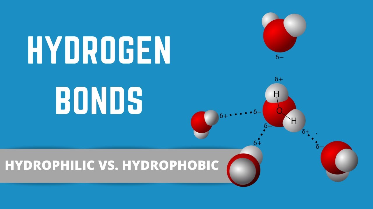 HYDROGEN BONDS (HYDROPHILIC VS HYDROPHOBIC) - YouTube - Have Both A Hydrophobic End And A Hydrophilic End