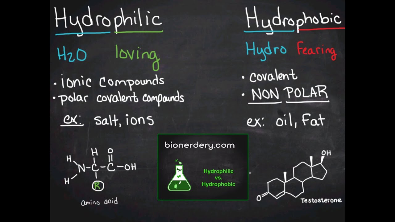 Hydrophilic vs. Hydrophobic - YouTube - Have Both A Hydrophobic End And A Hydrophilic End
