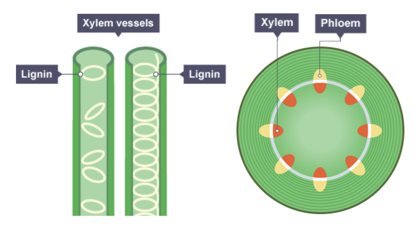 IGCSE Biology Notes: 2.52: Describe the Role of Xylem in Transporting - Xylem Water Solutions India Private Limited