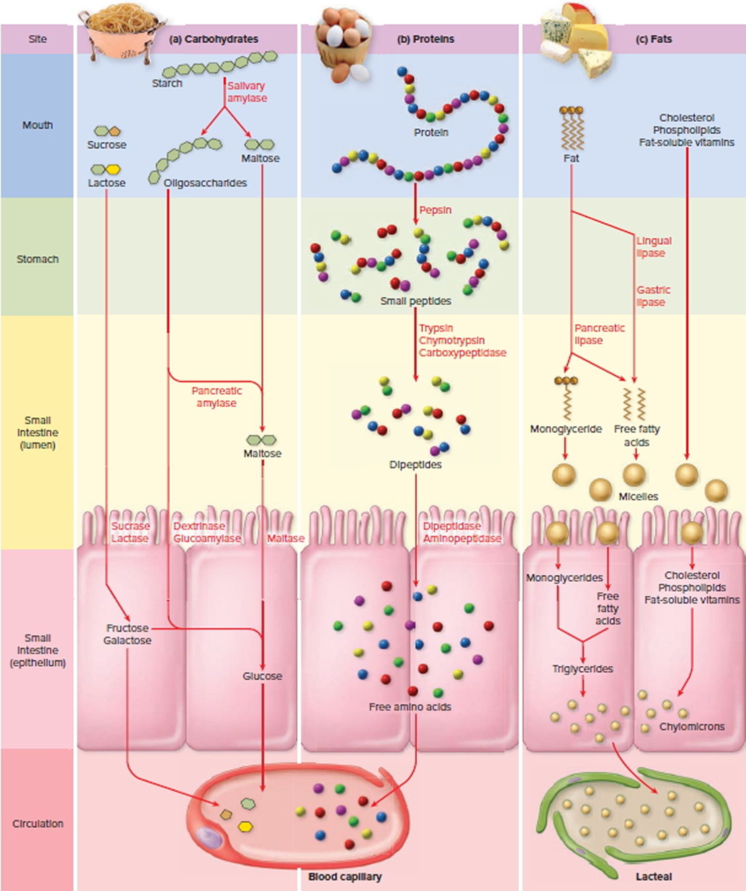 During Digestion The Major Site Of Nutrient Absorption Is The