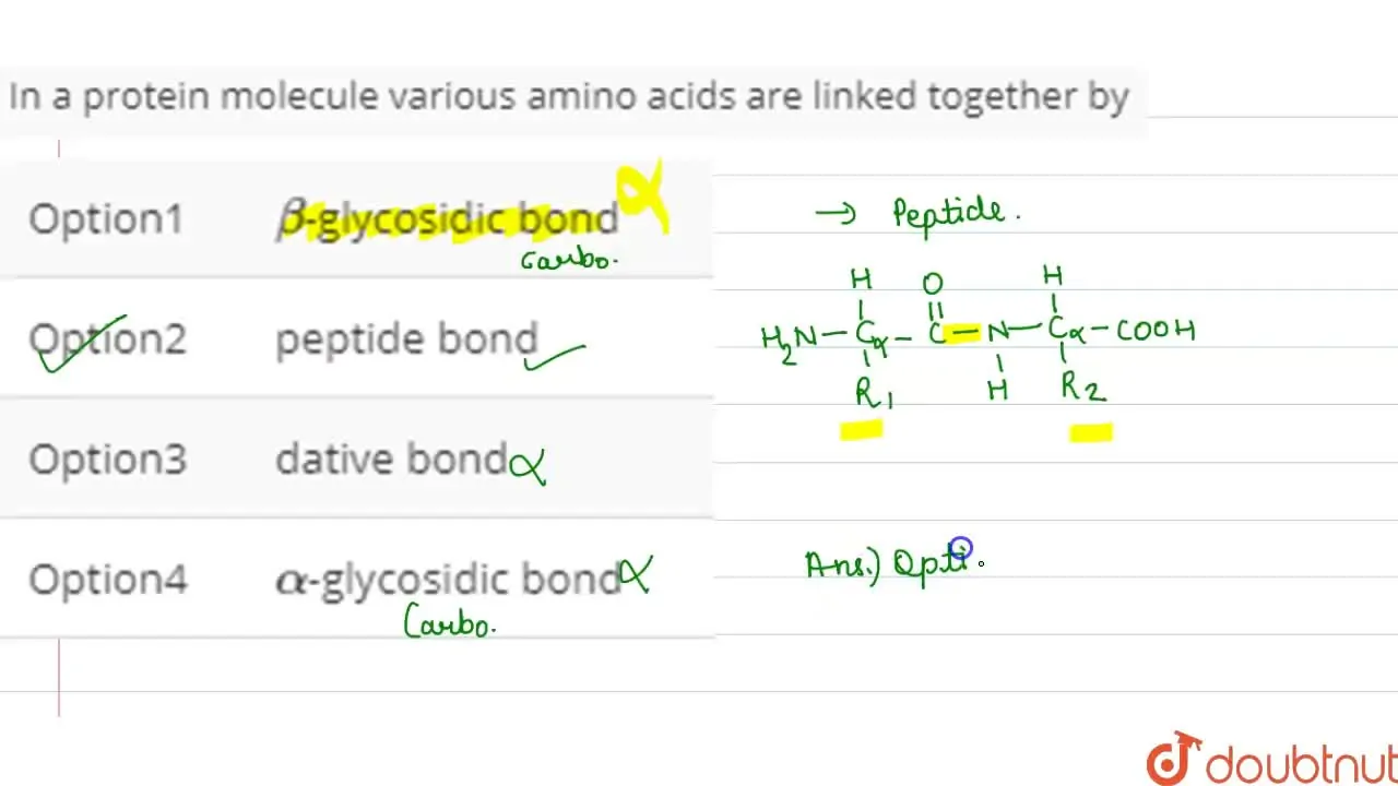 In a protein molecule various amino acids are linked together by - Amino Acids Are Joined Together In Order To Form