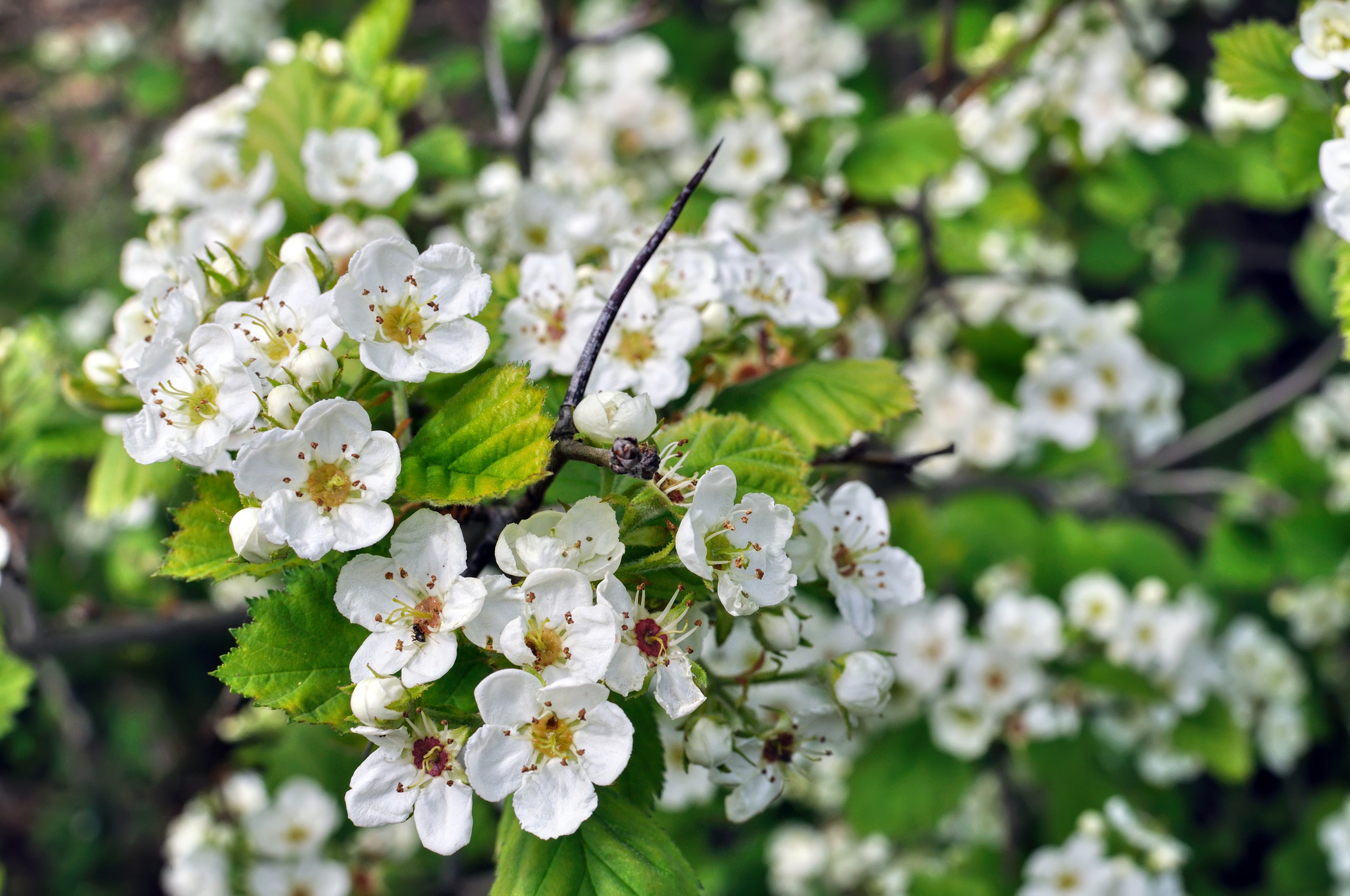 In-Season: Red Sun Chinese Hawthorn | Cascadia Blog - Hawthorne Chevrolet Goffle Road Hawthorne Nj