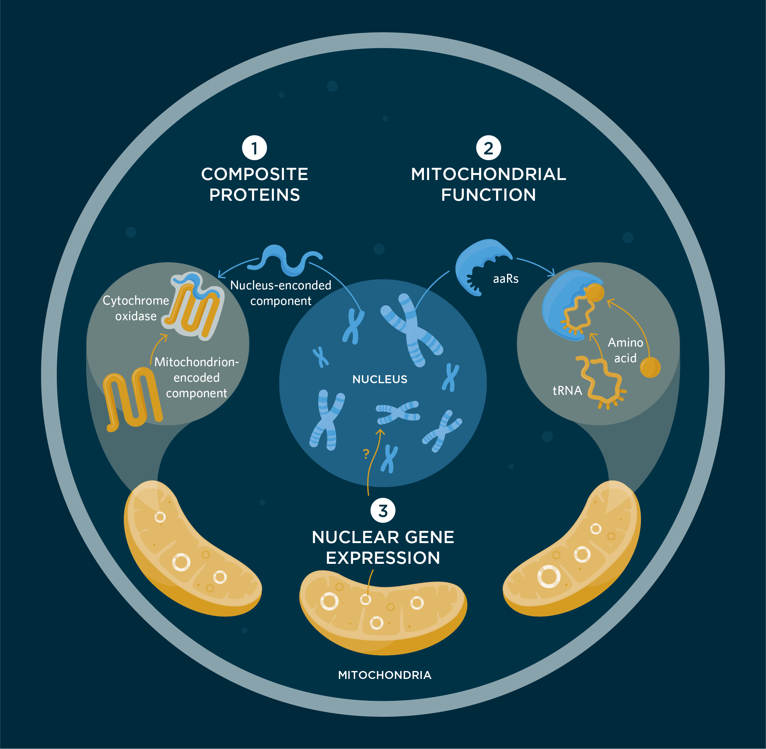 Infographic: How the Mitochondrial and Nuclear Genomes Interact - High Blood Levels Of Mitochonrial Dna And Autoimmune Disease