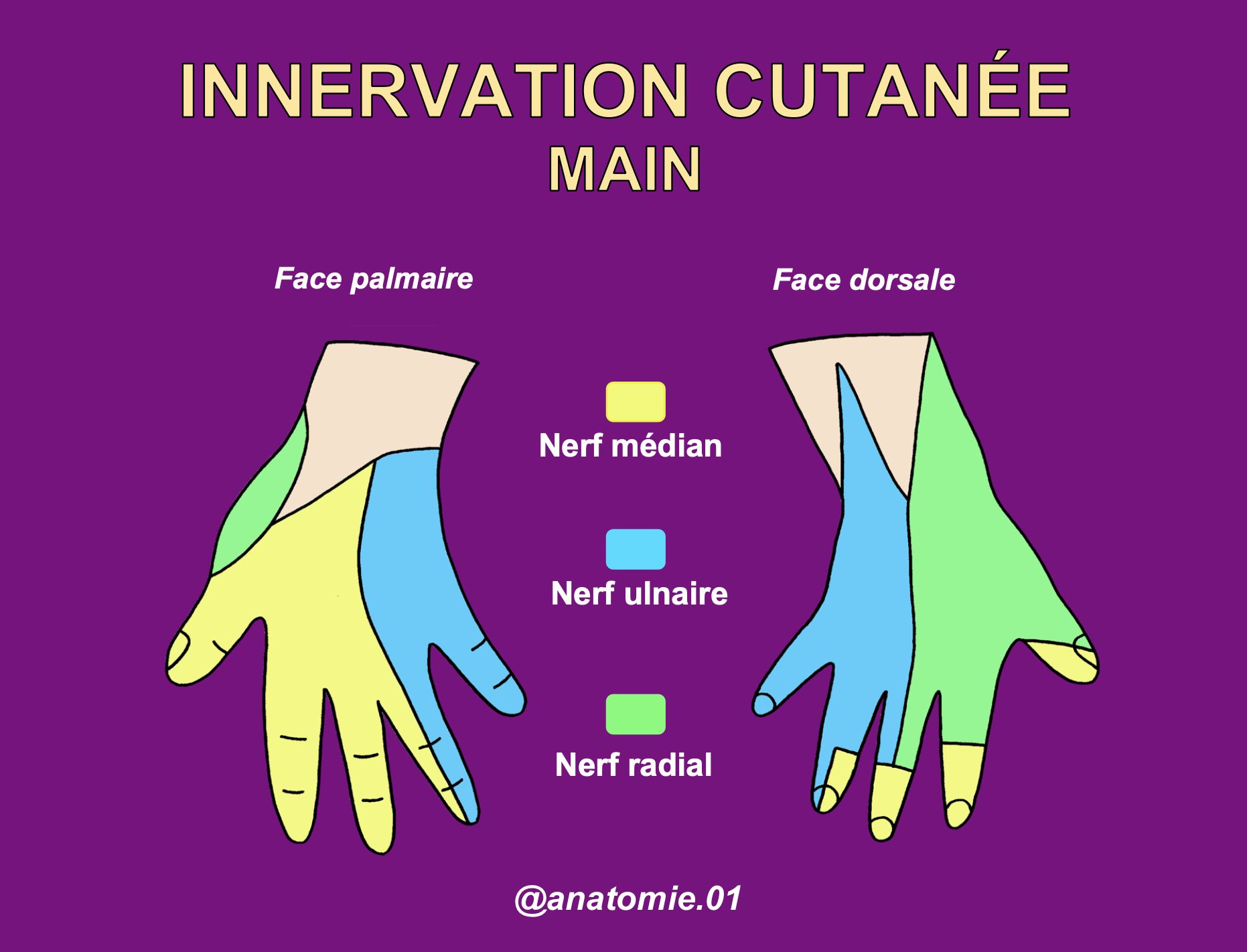 Innervation cutanée de la main (anatomie) | Nerf ulnaire, Nerf médian - Main Line Center For Laser Surgery Ardmore Pa