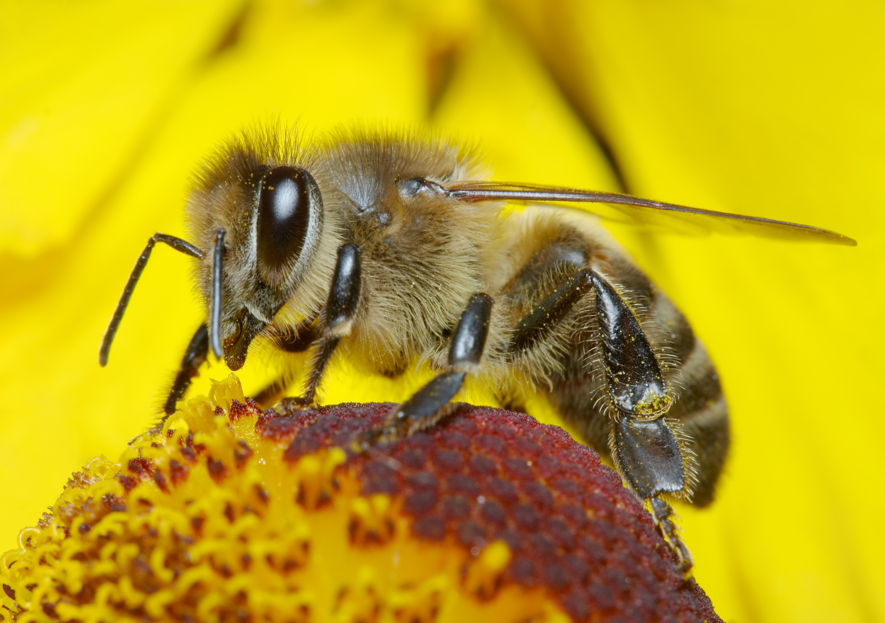insect pollinators | Mrs Apis Mellifera - Bee Venom Benefits For Skin Tags
