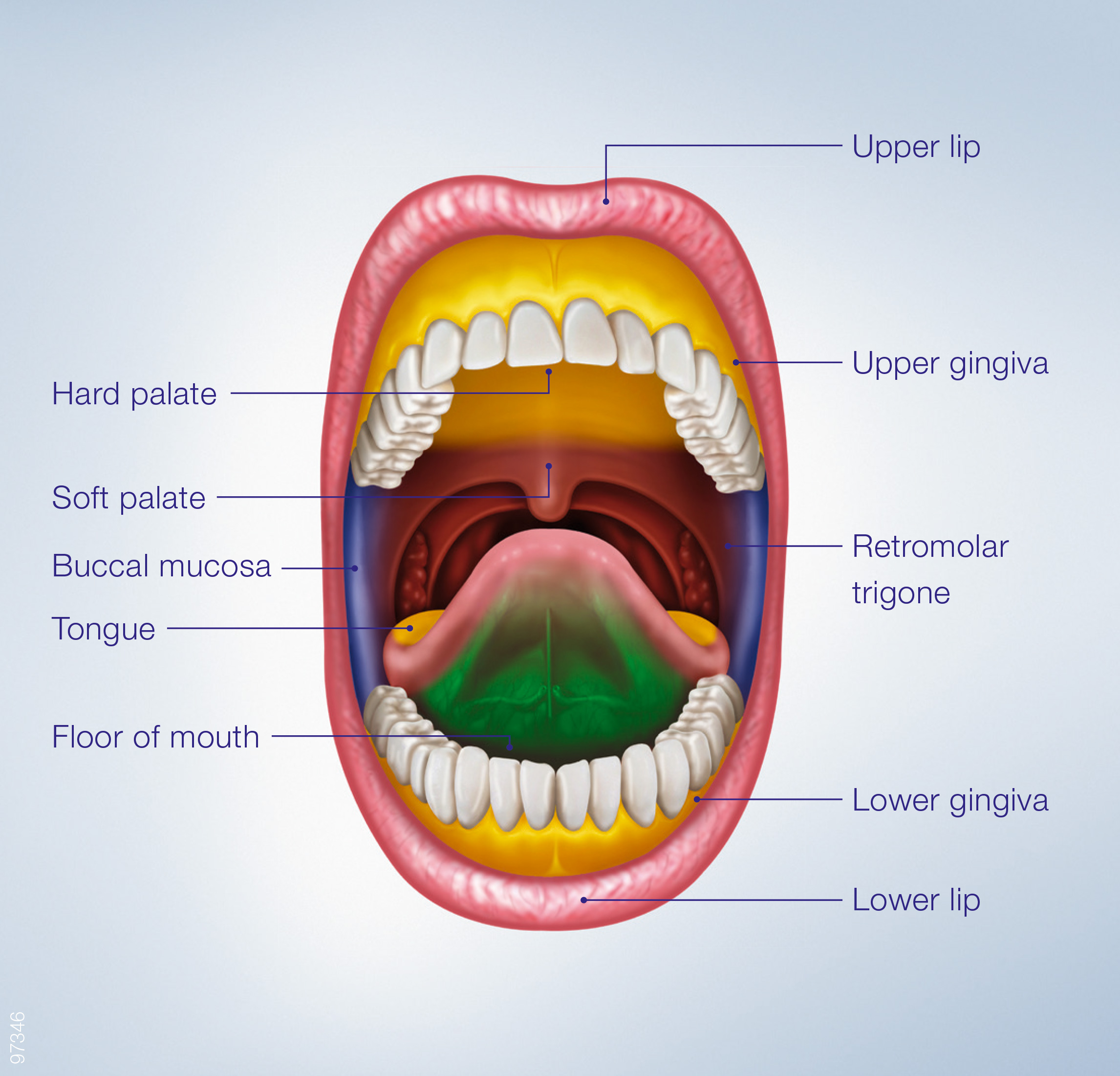 Oral Surgeons In Grand Blanc Mi
