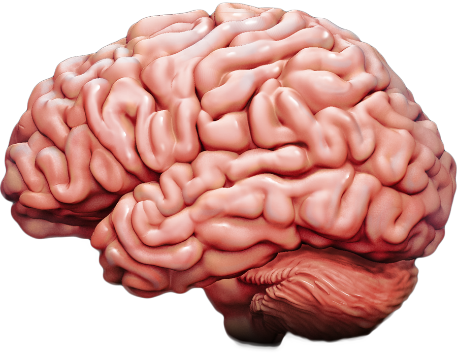 Brain Waves Synchronize When People Interact