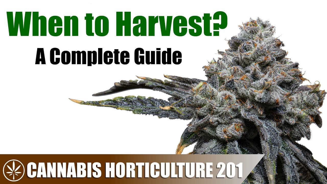 Is Your Cannabis Plant Ready For Harvest? - YouTube - How To Tell When Cannabis Is Ready For Harvest