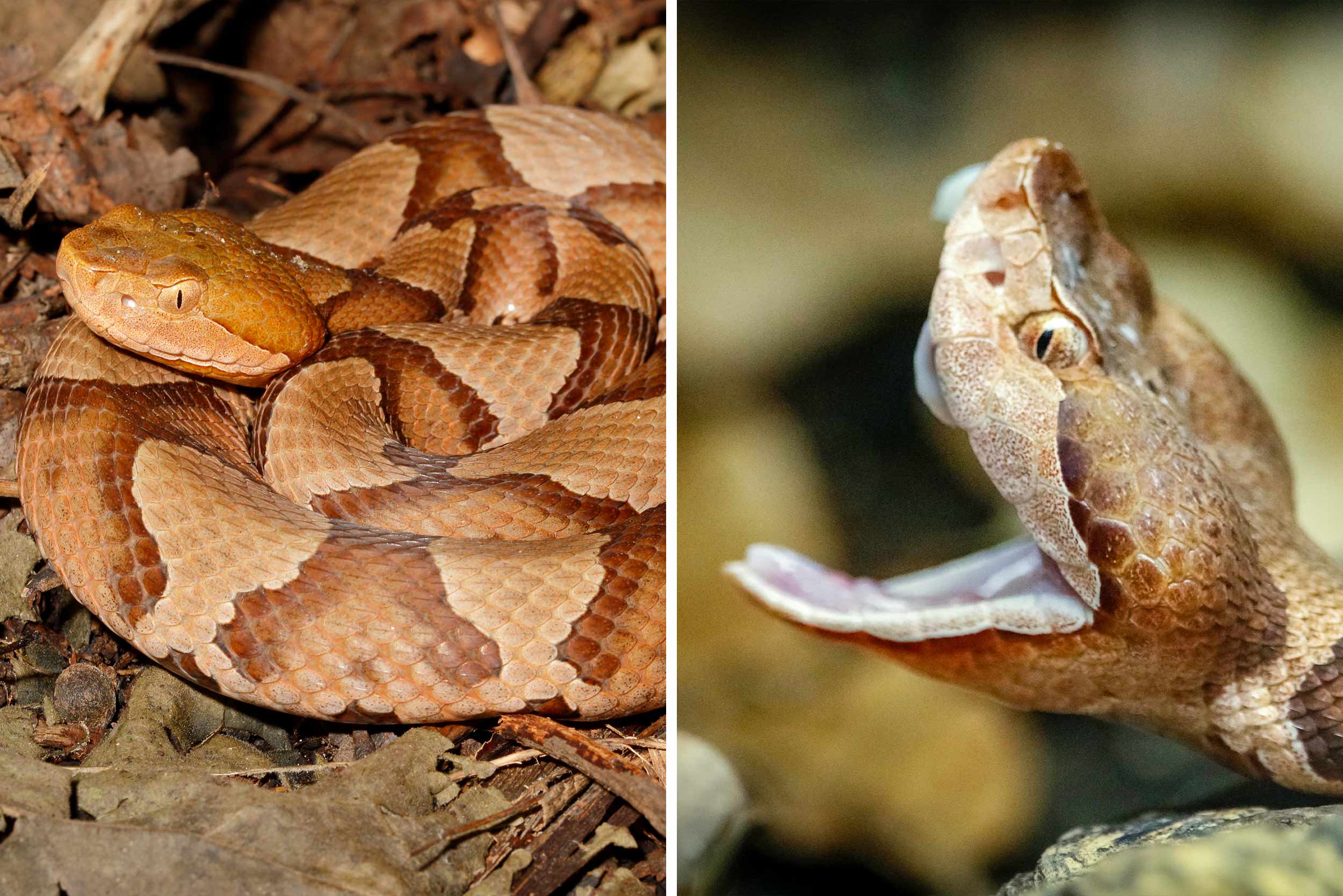 It’s Copperhead Season in Virginia. Here Is What You Need to Know - Copperhead Hose As Seen On Tv