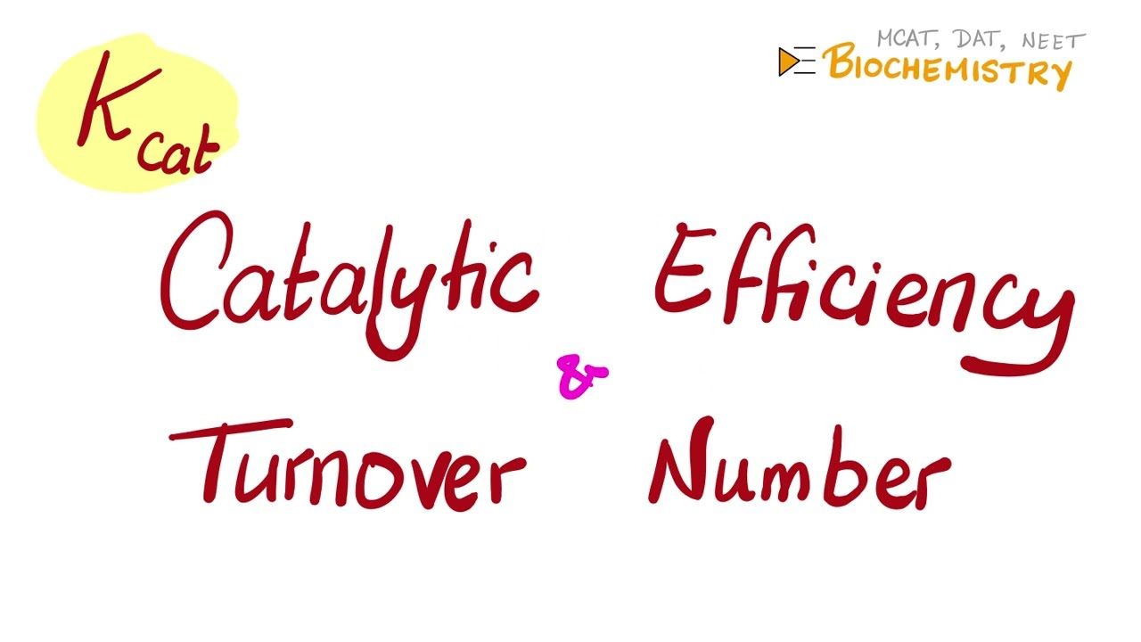 K.Cat. Turnover Number, Catalytic Efficiency (Enzyme Kinetics - How To Calculate Turnover Number Of Enzyme