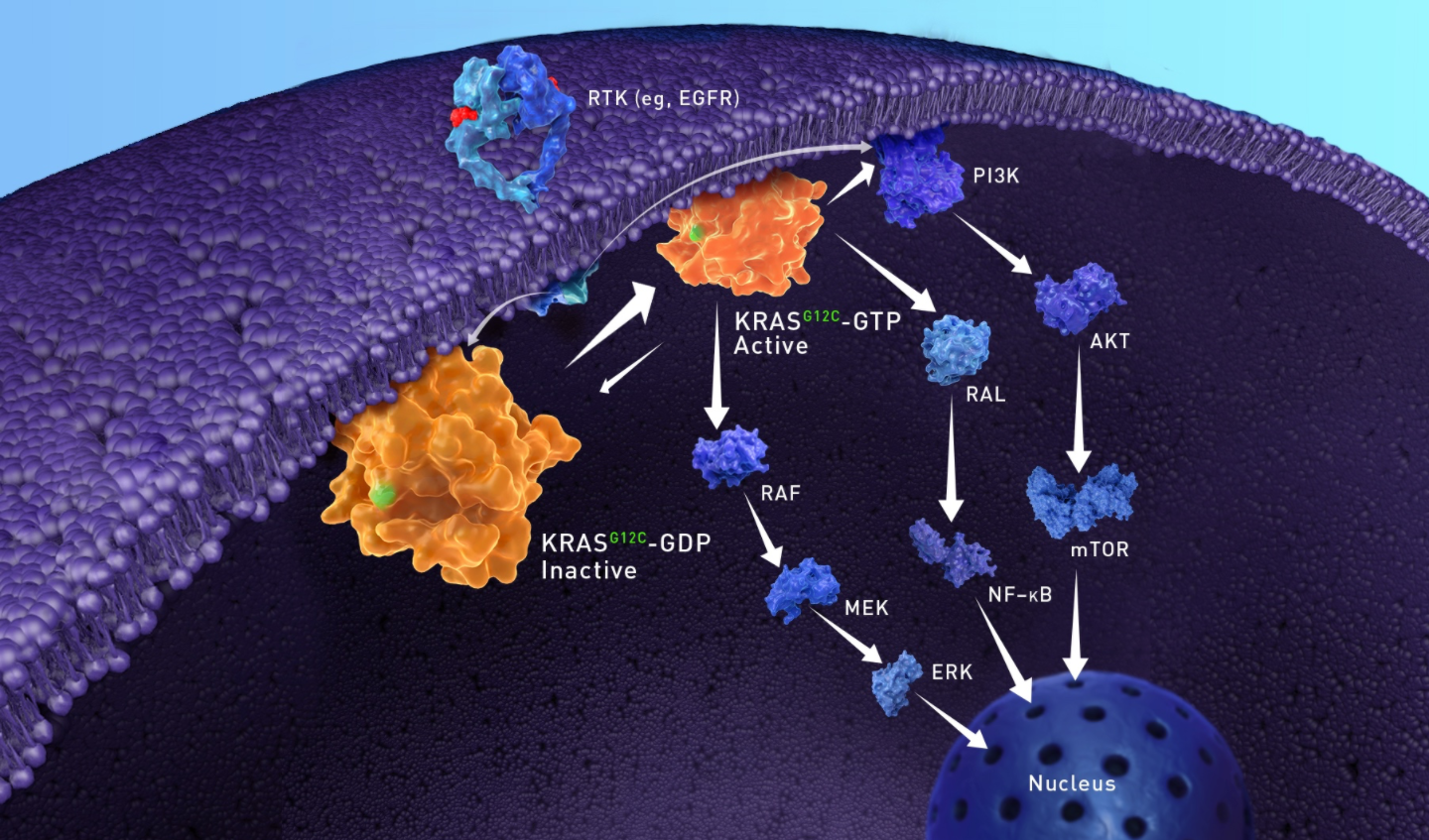 KRAS G12C Inhibition in Non-Small Cell Lung Cancer - Bi 1823911 Kras G12c Inhibitor Clinical Trial