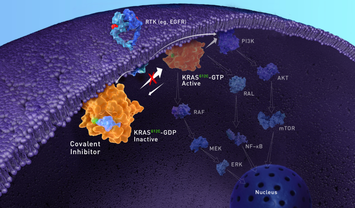 KRAS G12C Inhibition in Non-Small Cell Lung Cancer - Bi 1823911 Kras G12c Inhibitor Clinical Trial