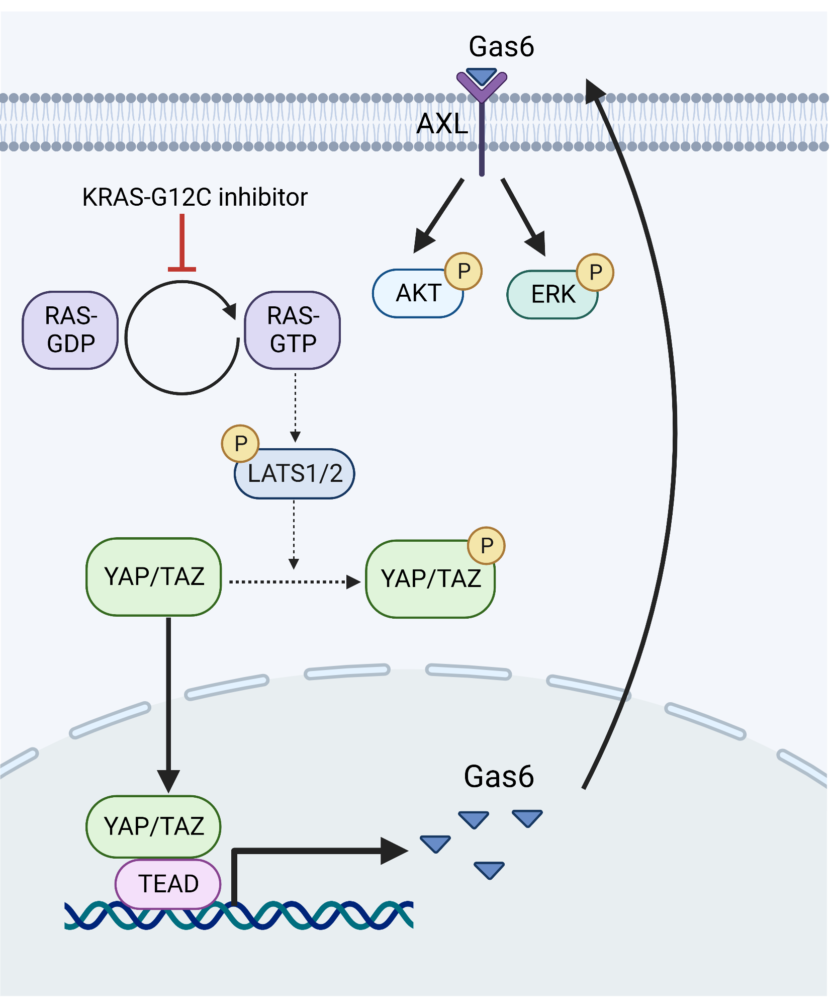 Jdq443 Kras G12c Inhibitor Clinical Trial