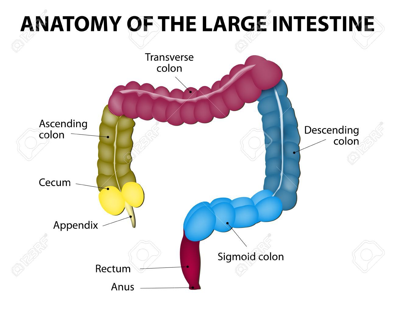 Combining Form Of The First Part Of The Large Intestine