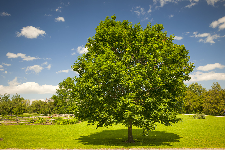 Large single maple tree on sunny summer day in green field with - Tree Runner Vs Tree Runner Go