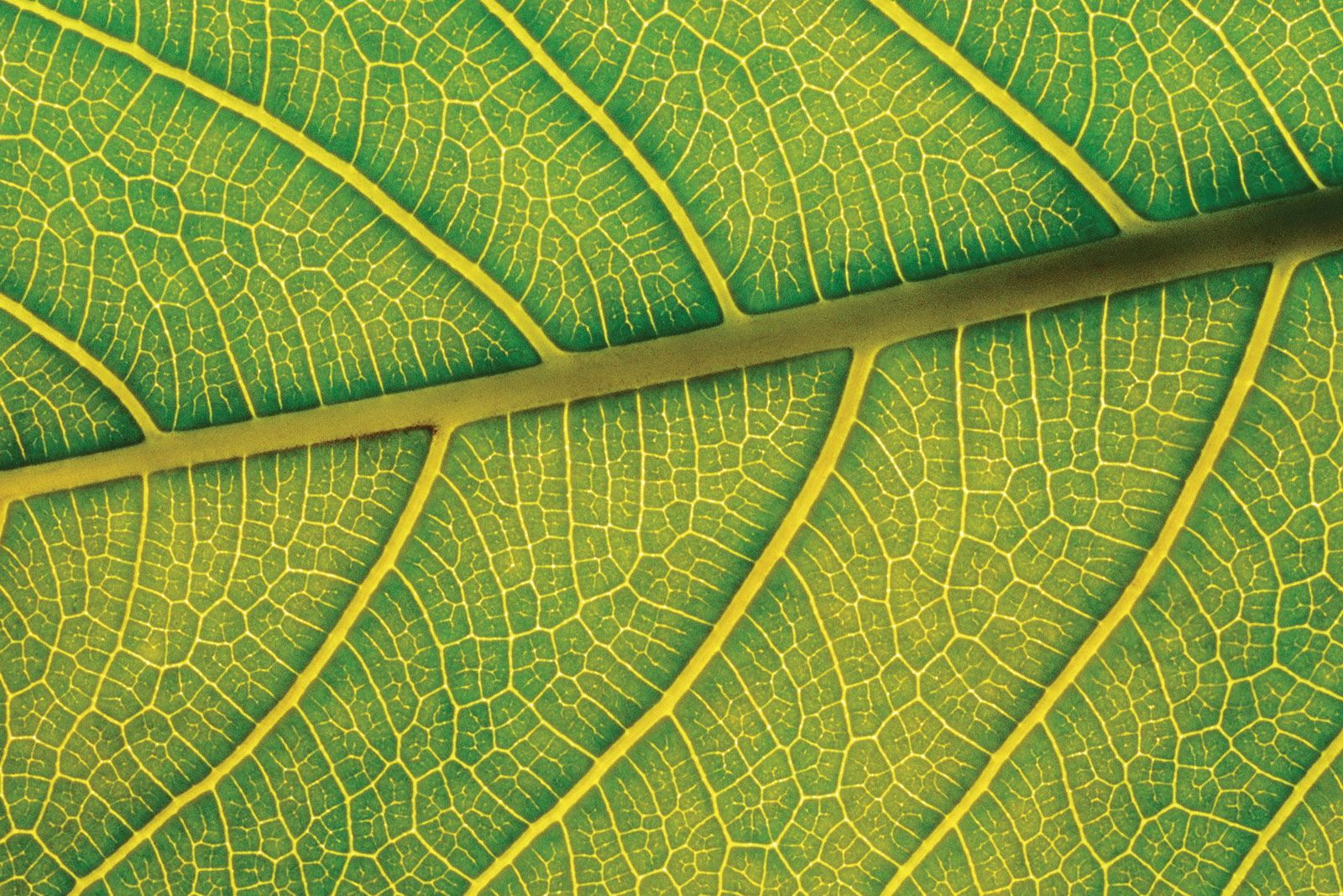 Leaf | Definition, Parts, & Function | Britannica - Leaf Home Water Solutions Reviews Consumer Reports