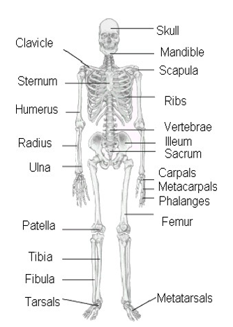 Learning Human Anatomy And Physiology For First Aid | CPRFA - Skeletal Muscle Is Capable Of Which Of The Following