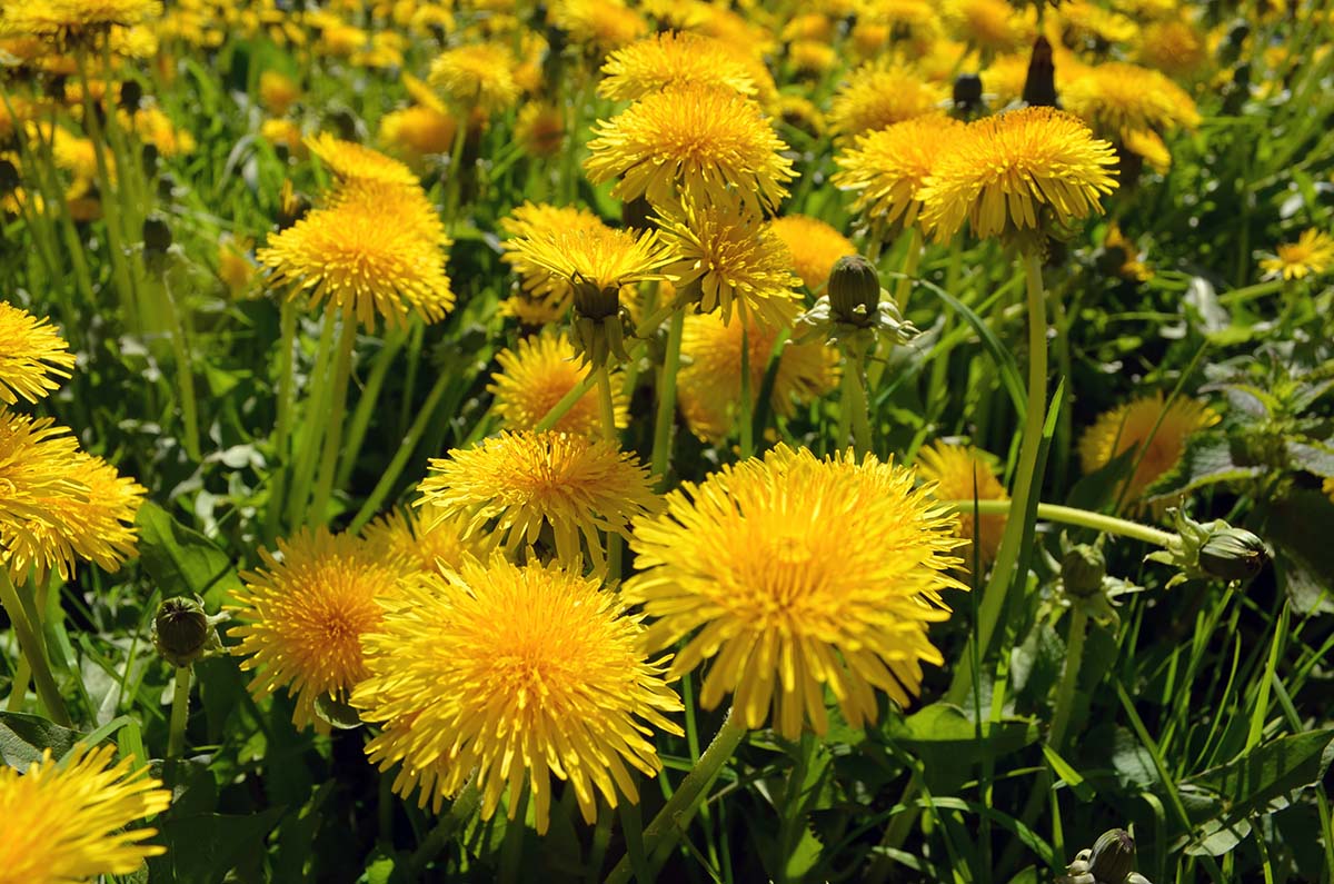 Dandelion Root And Milk Thistle For Liver