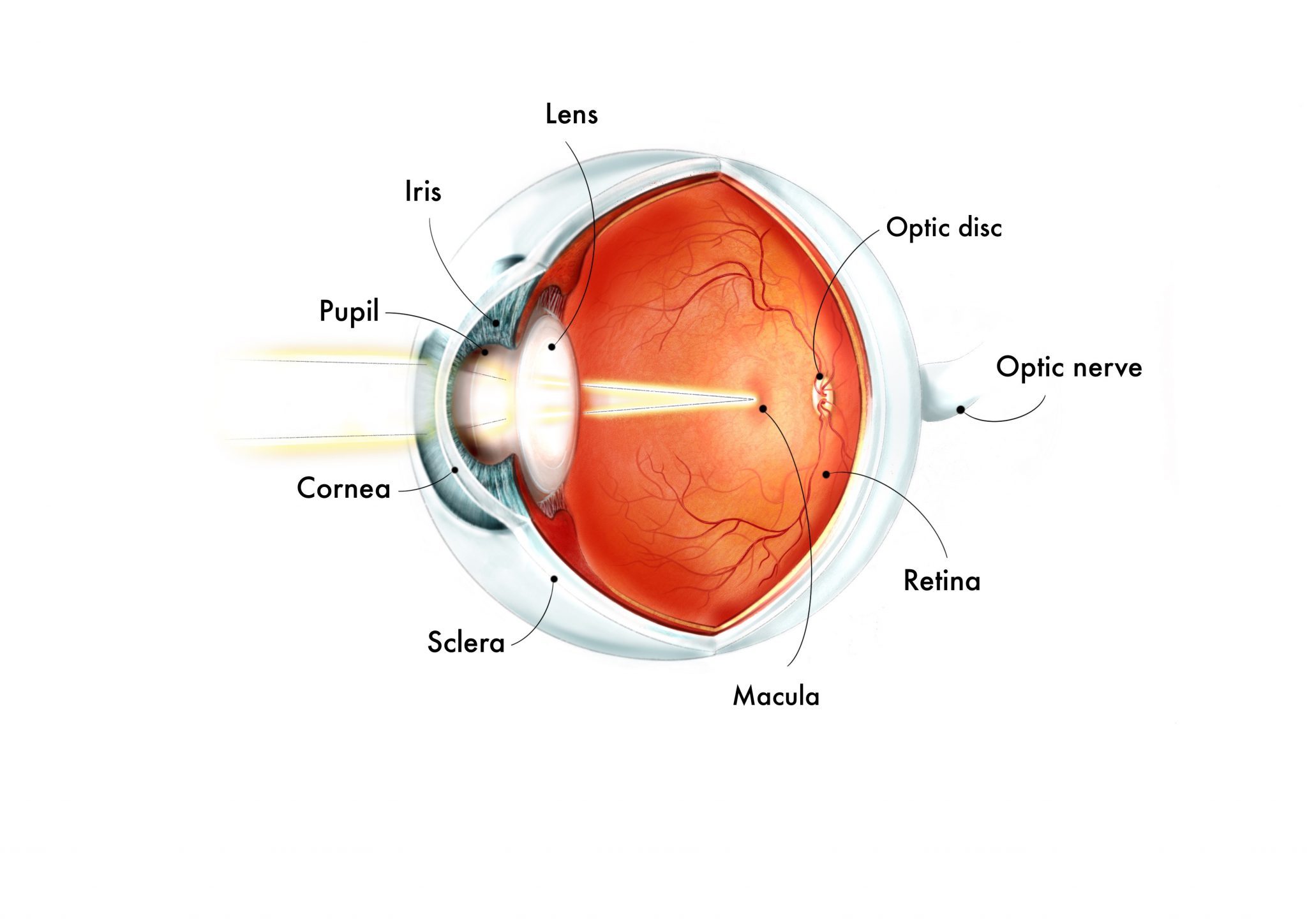 Area Of Retina Specialized For Detailed Vision