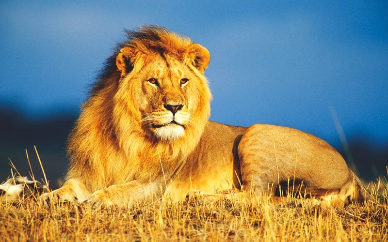 LEÓN (animal) | Caracteristicas, especies, hábitat y alimentación! - Leon County Sheriff's Office Electric Fleet