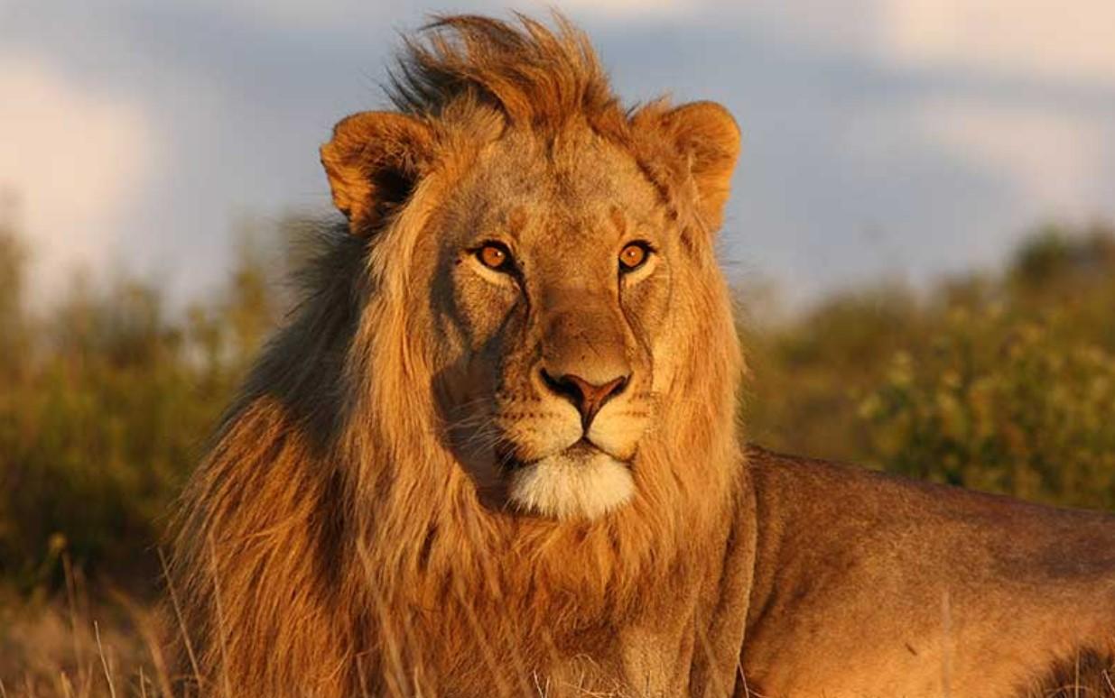 León (Panthera leo) - Características, dónde vive y qué come - Leon County Sheriff's Office Electric Fleet
