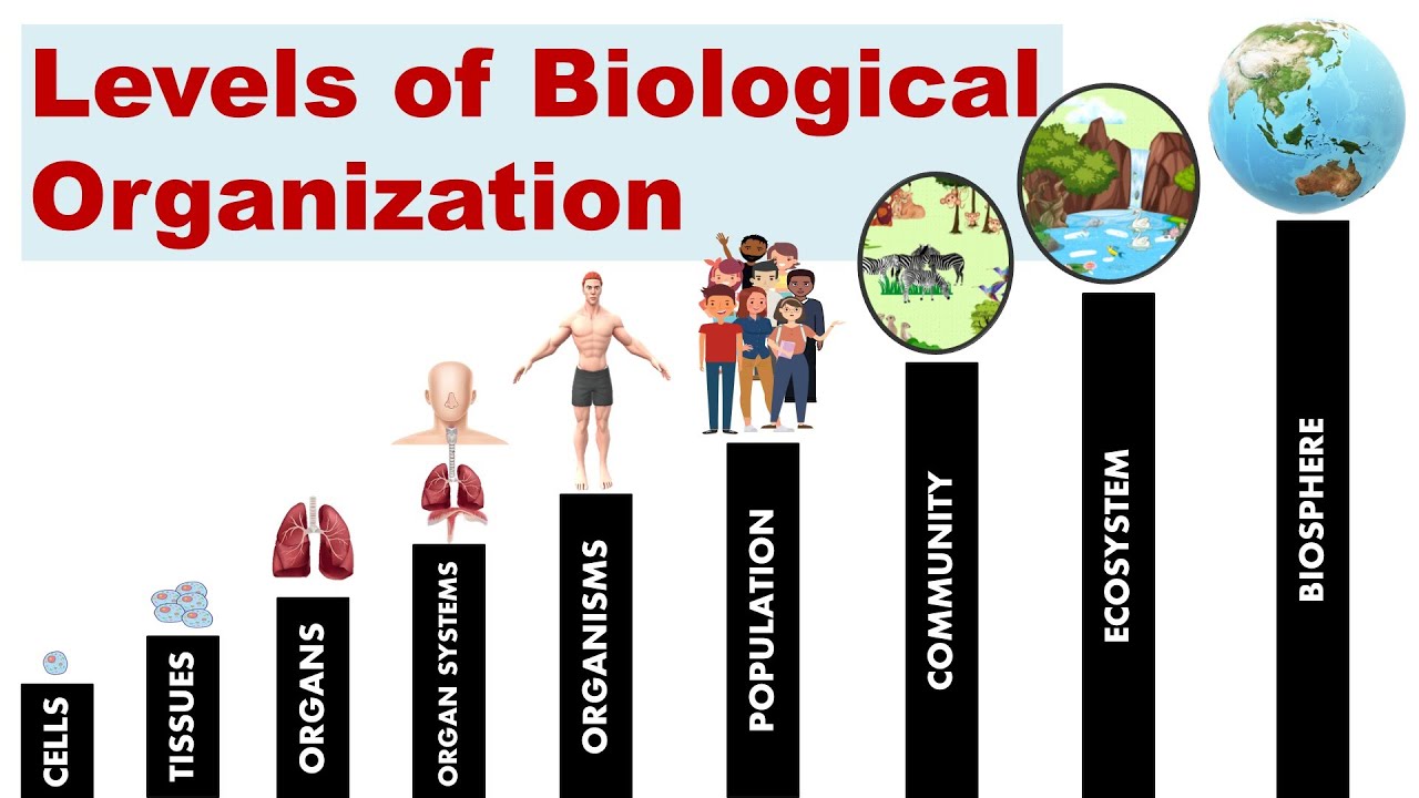 Levels Of Organization From Simplest To Most Complex