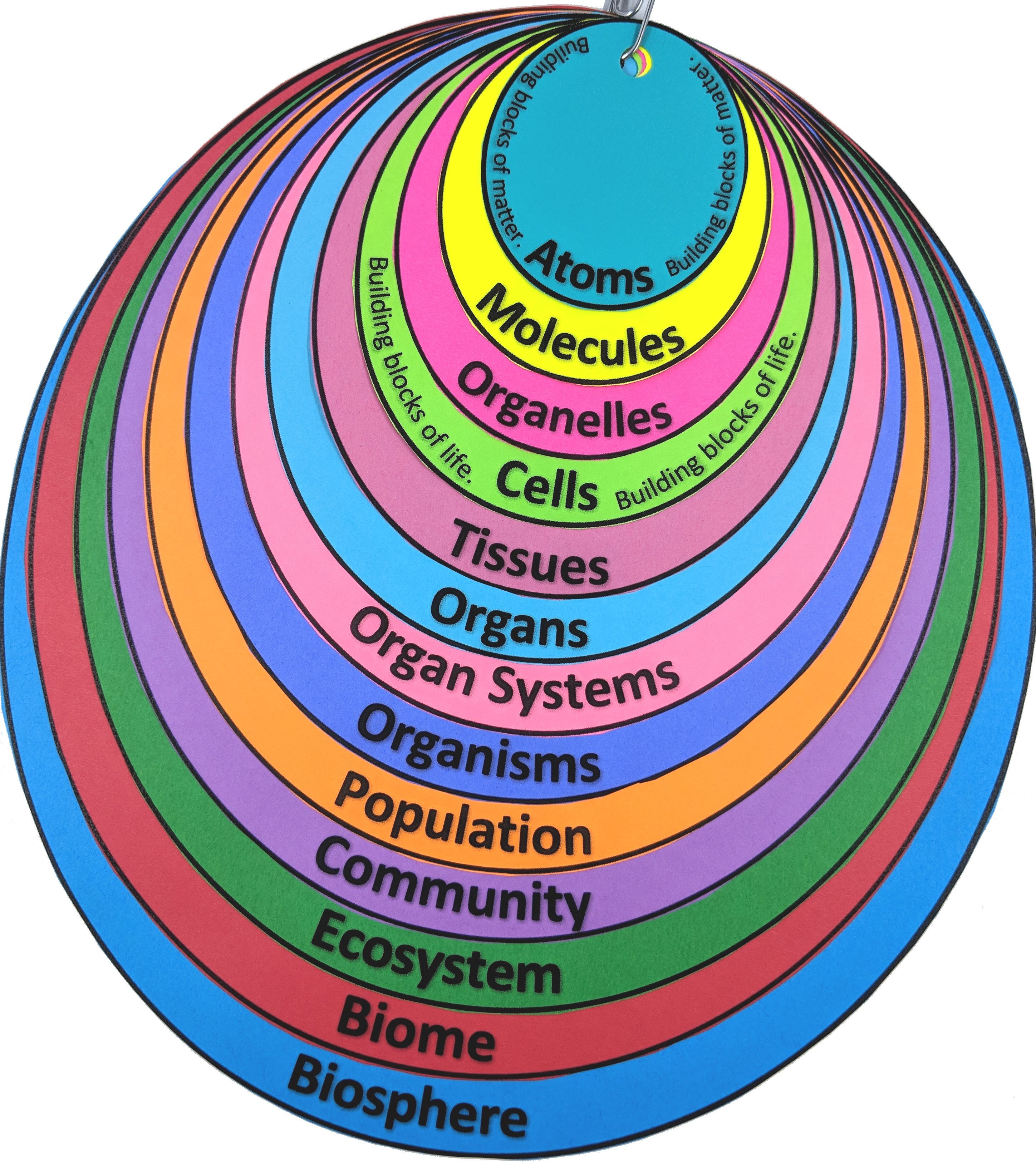 Levels of Organization From Atoms to Biosphere Interactive Note - Levels Of Organization From Simplest To Most Complex