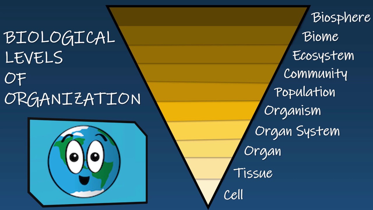 Levels of organization - YouTube - Levels Of Organization From Simplest To Most Complex