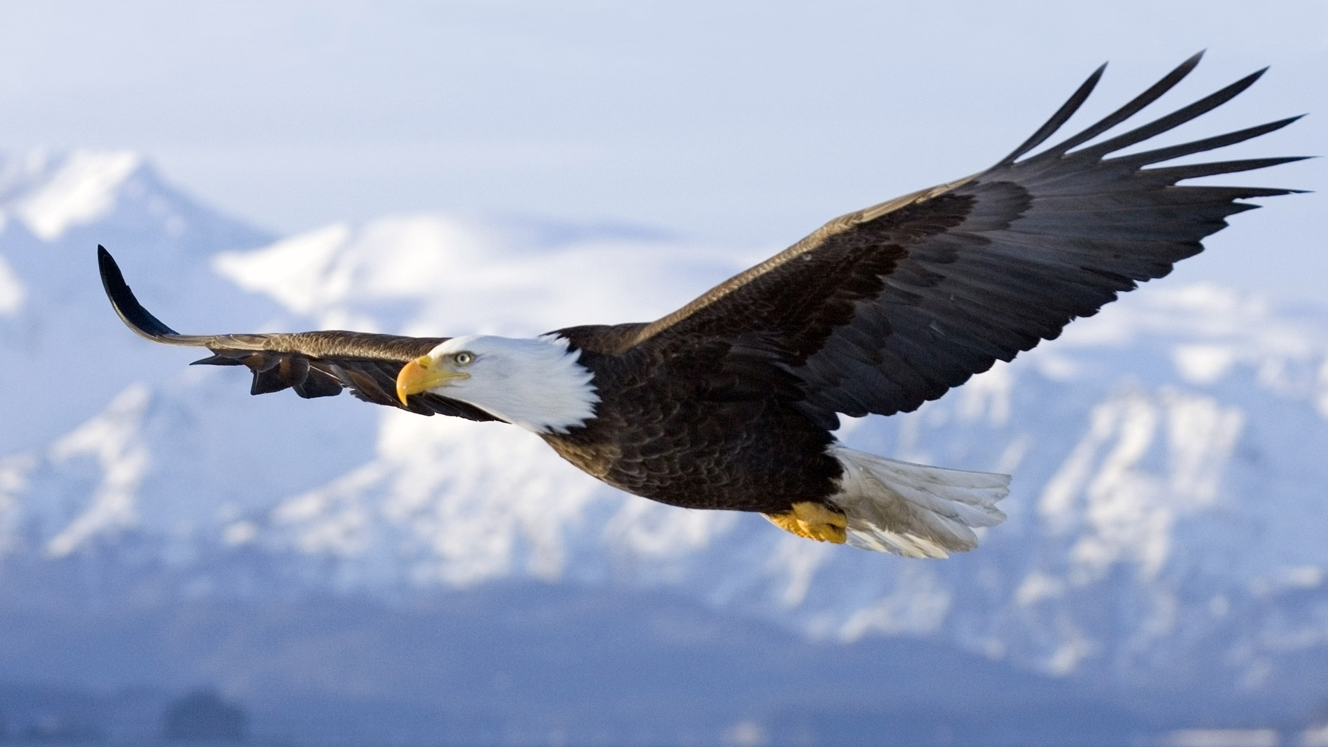 Like Eagles, You Were Created To Soar - Life Palette - Soaring Eagle Online Casino No Deposit Bonus Codes